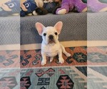 Puppy 2 French Bulldog