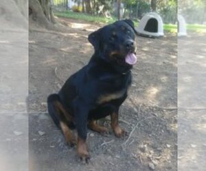 Mother of the Rottweiler puppies born on 11/01/2021