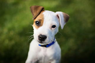 Jack Russell Terrier Puppy for sale in ALBUQUERQUE, NM, USA