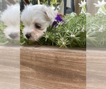 Small #3 Maltese