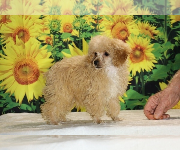 Medium Photo #9 Poodle (Toy) Puppy For Sale in DYERSBURG, TN, USA