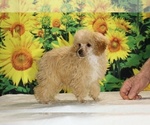 Pretzel - Male Poodle (Toy) Puppy for Sale - Photo #9