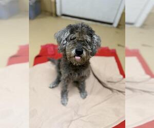 Miniature Schnauzer-Poodle (Miniature) Mix Dogs for adoption in Chula Vista, CA, USA