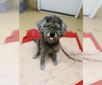 EDITH - Female Miniature Schnauzer-Poodle (Miniature) Mix Dog for Adoption - Small photo