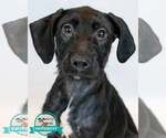 Small Labrador Retriever Mix