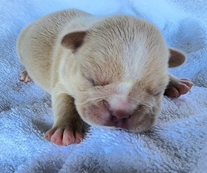 French Bulldog Puppy for sale in LAS VEGAS, NV, USA
