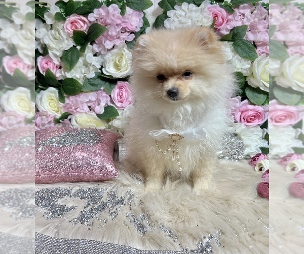 Medium Photo #100 Pomeranian Puppy For Sale in HAYWARD, CA, USA