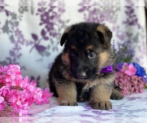German Shepherd Dog Puppy for sale in LANCASTER, PA, USA