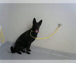 Small German Shepherd Dog