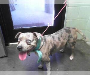 American Pit Bull Terrier-Unknown Mix Dogs for adoption in Tulsa, OK, USA