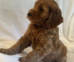 Litter of 6 - Male(s) and Female(s) Goldendoodle (Miniature)Litter of Puppies for Sale - Photo #6