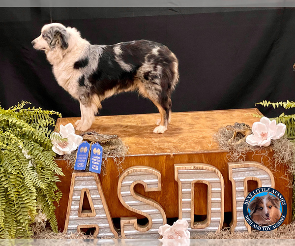 Medium Photo #1 Miniature Australian Shepherd Puppy For Sale in GRANBURY, TX, USA