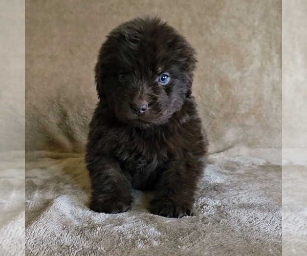 Medium Photo #1 Newfoundland Puppy For Sale in CAMBRIDGE, NE, USA