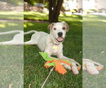 Small Photo #11 Mutt Puppy For Sale in Sandy, UT, USA