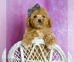Small Photo #29 Poodle (Miniature) Puppy For Sale in WARSAW, IN, USA