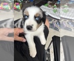 Puppy Thunder Australian Shepherd