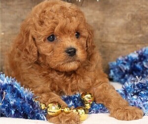 Cavapoo Puppy for Sale in JONES, Michigan USA