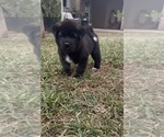 Image preview for Ad Listing. Nickname: Kuma