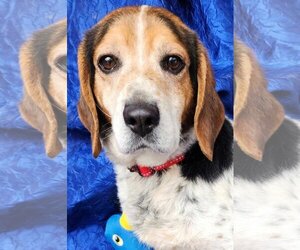 Beagle-Unknown Mix Dogs for adoption in Cuba, NY, USA