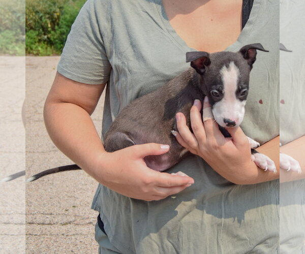 Medium Photo #2 Labsky Puppy For Sale in Huntley, IL, USA