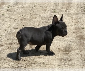 French Bulldog Puppy for sale in BLOUNTSTOWN, FL, USA