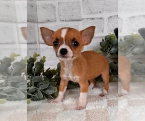 Chihuahua Puppy for sale in FT LAUDERDALE, FL, USA