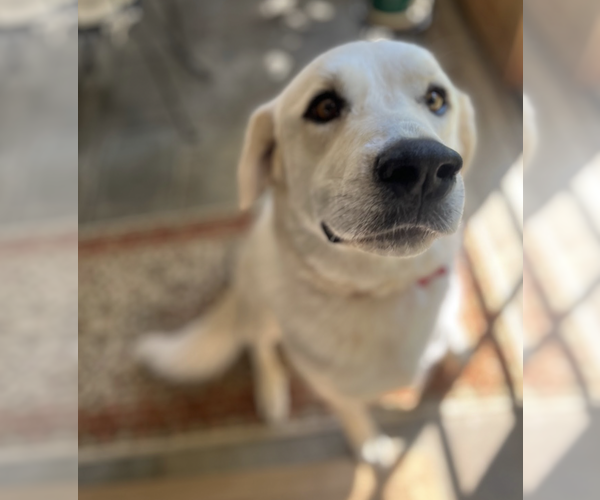 Medium Photo #1 Great Pyrenees-Unknown Mix Puppy For Sale in Brooklyn, NY, USA