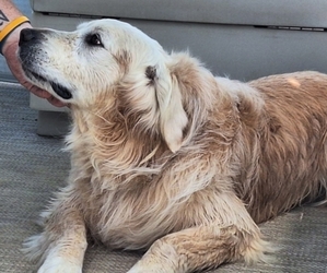 Father of the Goldendoodle puppies born on 07/09/2026