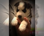 Small Photo #6 Siberian Husky Puppy For Sale in WAVERLY, OH, USA