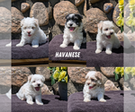 Image preview for Ad Listing. Nickname: Litter of 5