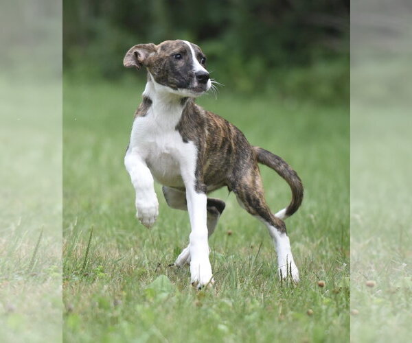 Medium Photo #8 Plott Hound-Unknown Mix Puppy For Sale in Mechanicsburg, PA, USA