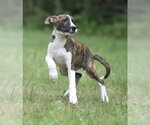 Small #7 Plott Hound Mix