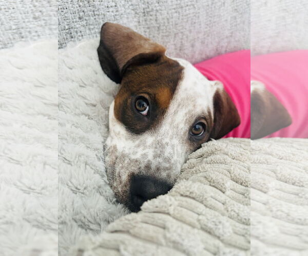 Medium Photo #12 English Coonhound-Labrador Retriever Mix Puppy For Sale in Canal Winchester, OH, USA