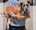 Small #1 German Shepherd Dog-Red Heeler Mix