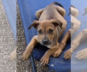 German Shepherd Dog-Unknown Mix Dogs for adoption in Bolivar, MO, USA