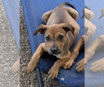 Small German Shepherd Dog Mix