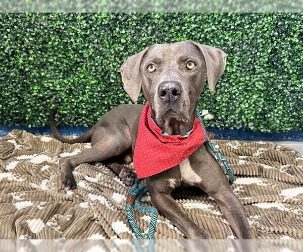 Medium Photo #2 Unknown-Weimaraner Mix Puppy For Sale in Corpus Christi, TX, USA