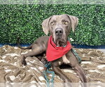 Small #1 Weimaraner Mix