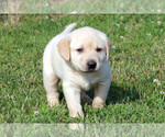 Small Photo #12 Labrador Retriever Puppy For Sale in ALL HEALING SPRINGS, NC, USA