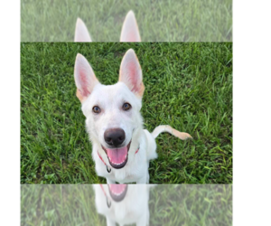 Huskies -Unknown Mix Dogs for adoption in Tampa, FL, USA