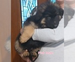 Small Photo #10 German Shepherd Dog Puppy For Sale in LACEY, WA, USA