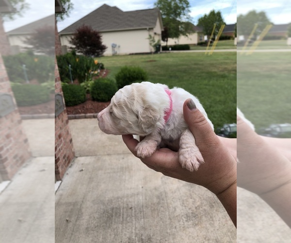 Medium Photo #3 Poodle (Standard) Puppy For Sale in HOPKINSVILLE, KY, USA