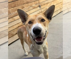 German Shepherd Dog Dogs for adoption in Brighton, CO, USA