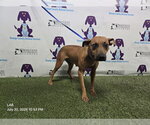 Small Mutt