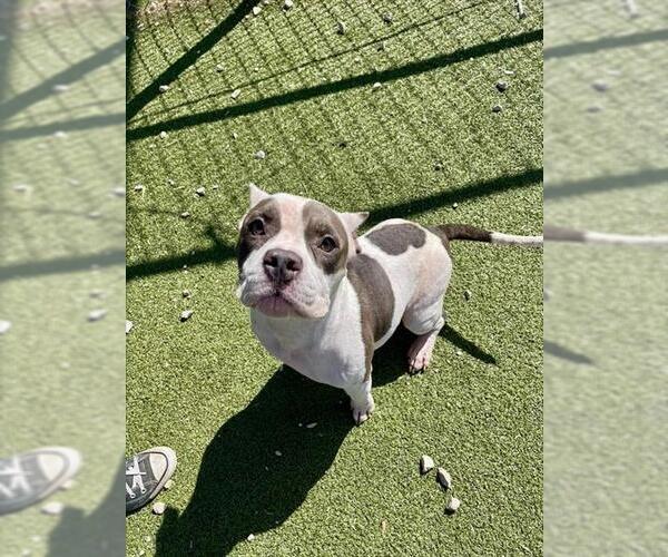 Medium Photo #2 American Pit Bull Terrier-Unknown Mix Puppy For Sale in Pasadena, TX, USA