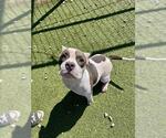 Small #1 American Pit Bull Terrier Mix