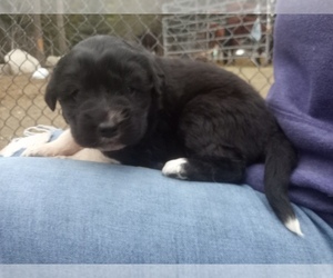 Newfoundland-Saint Bernard Mix Puppy for sale in COLVILLE, WA, USA