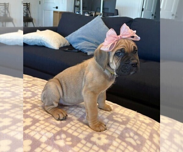 Medium Photo #3 Cane Corso Puppy For Sale in YUCCA VALLEY, CA, USA