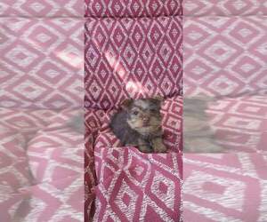 Silkyhuahua Puppy for sale in WASHBURN, MO, USA