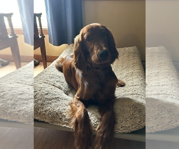 Medium Photo #11 Irish Setter Puppy For Sale in ONEONTA, NY, USA